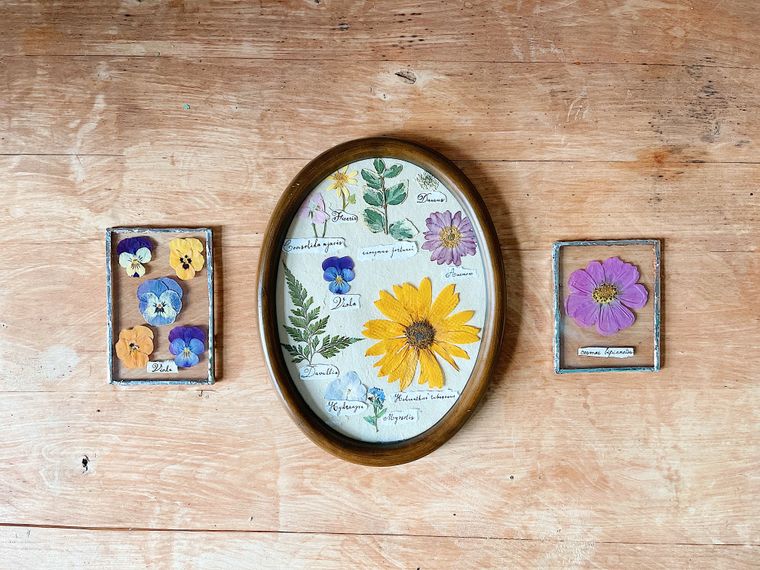 Pressed flowers arranged in frames on a wooden surface, by Merve Bayar on Pexels