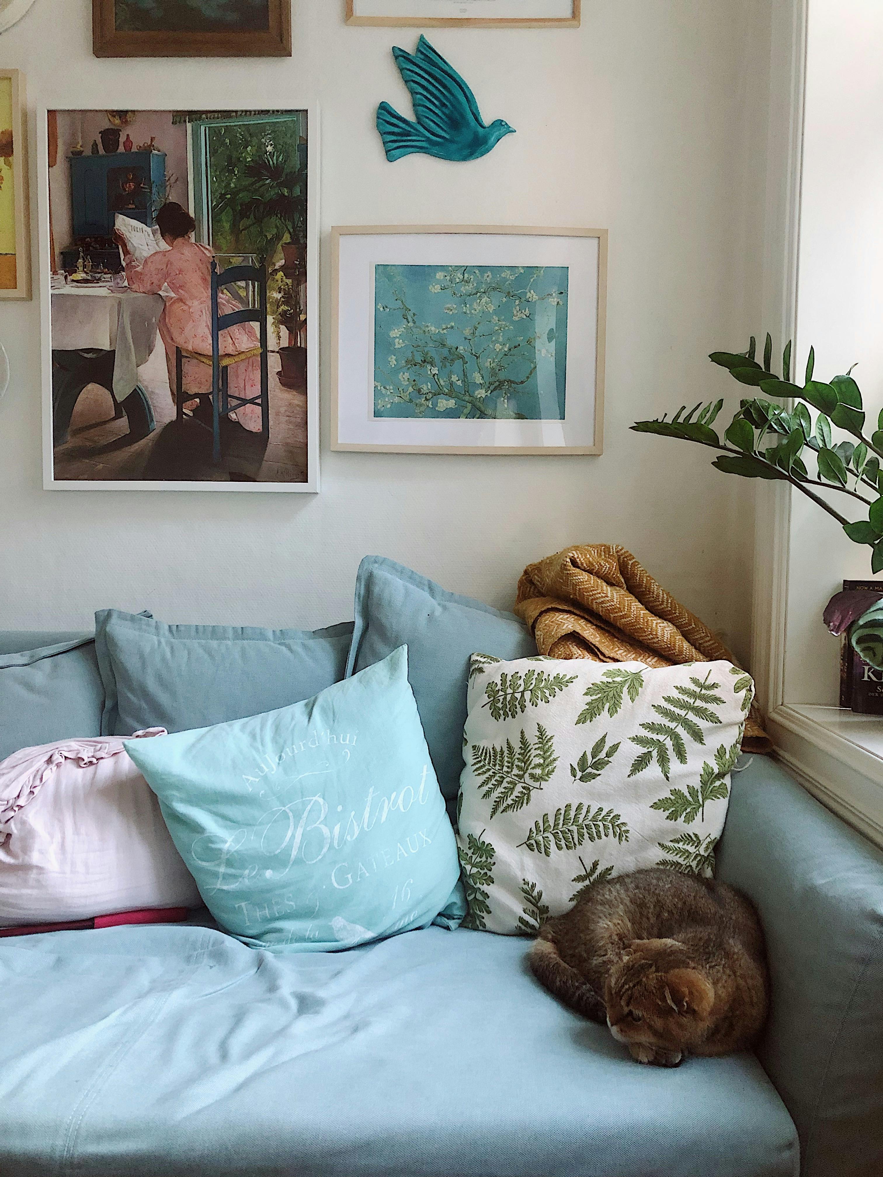 Cat Sleeping Beside Pillows on Blue Couch
