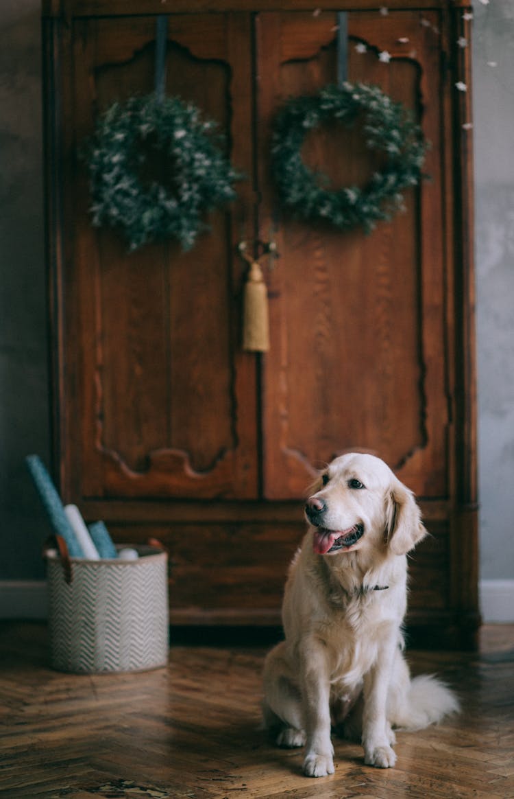 Dog Sitting In Front Of Wooden Dresser