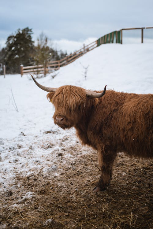 Cow with Horns