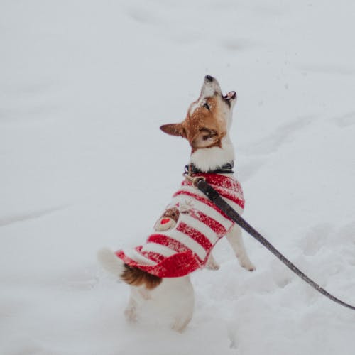 Free Δωρεάν στοκ φωτογραφιών με jack russell, jack russell terrier, μωρό σκυλί Stock Photo