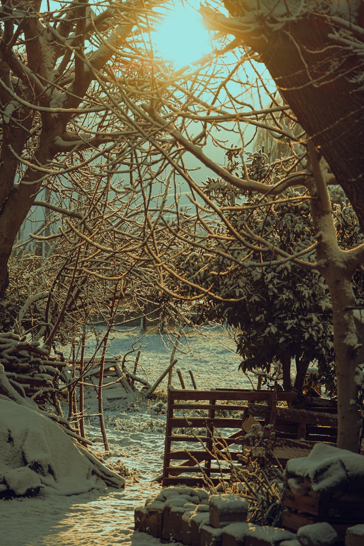 Snow Covered Trees Illuminated By Sunlight