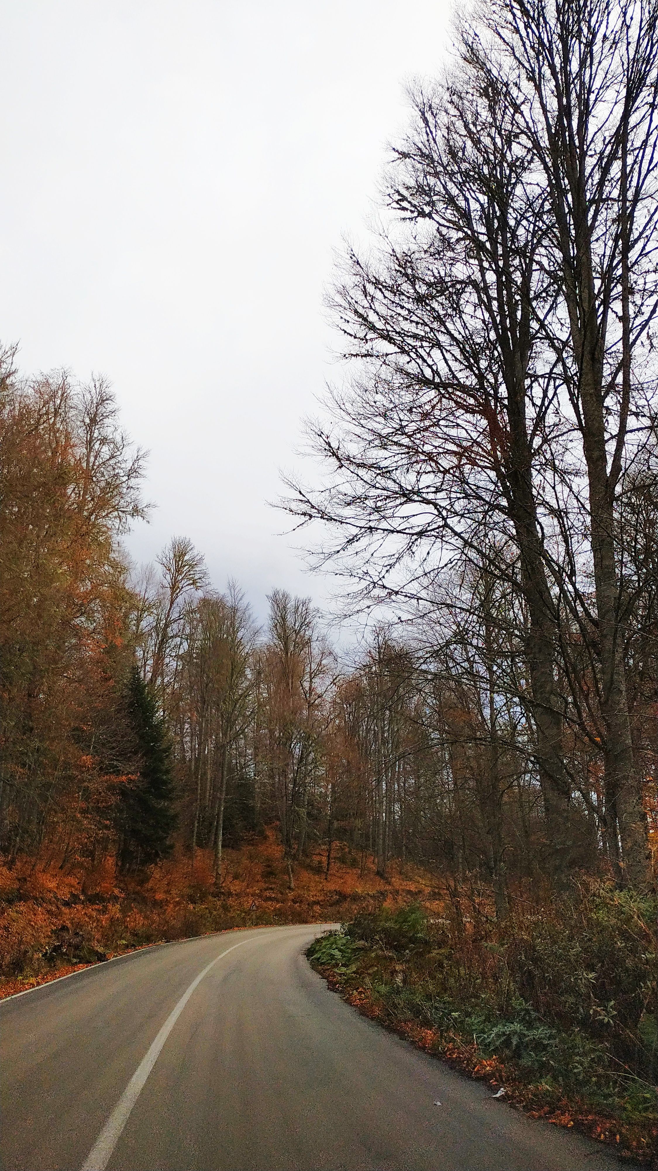 Asphalt Road in Between Bare Trees Under White Sky · Free Stock Photo