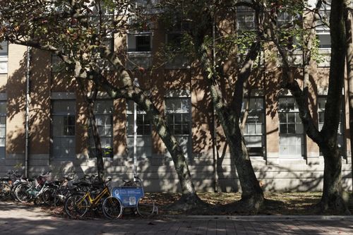Free Bicycles parked under trees casting shadows on a brick building in a city setting. Stock Photo