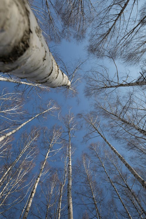 Gratis lagerfoto af blå himmel, fotografering fra lav vinkel, lodret skud