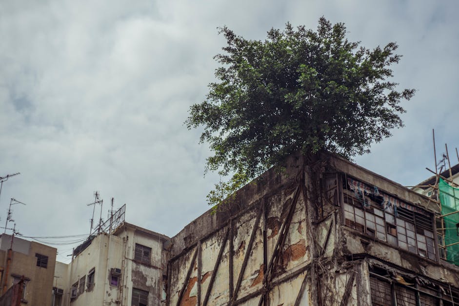 Free stock photo of building, old, tree