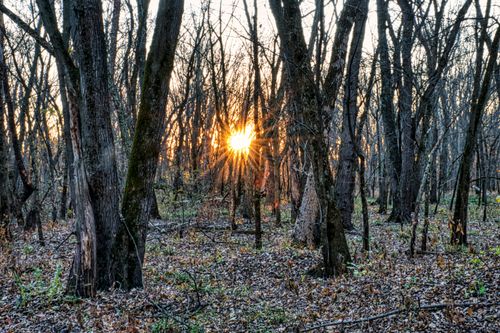 Free Sunrise peeking through leafless trees in a serene forest setting in Czechville, Wisconsin. Stock Photo
