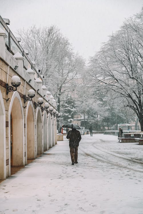 Foto profissional grátis de árvores sem folhas, congelado, inverno