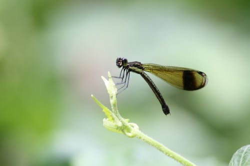 Základová fotografie zdarma na téma detail, makro, příroda