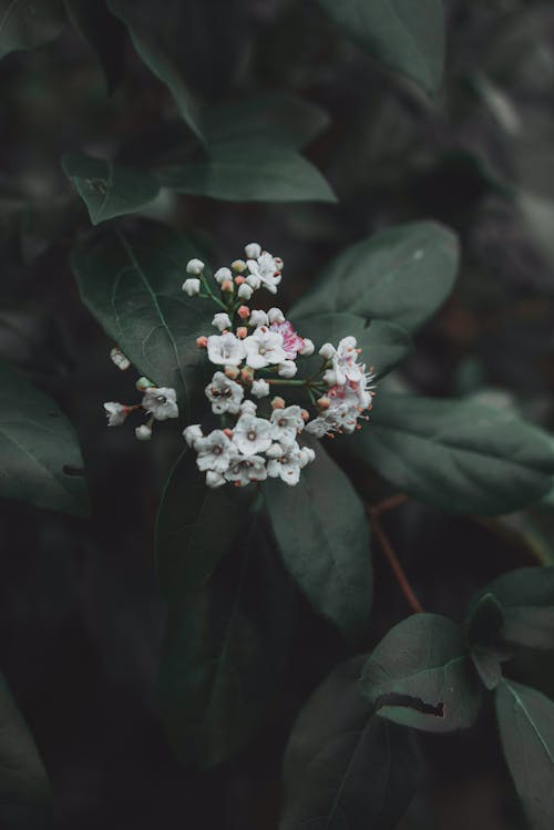 Foto d'estoc gratuïta de creixement, flora, florint