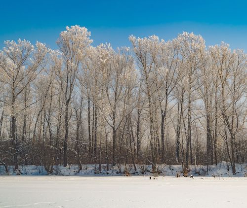 Free Snow-covered trees create a breathtaking winter landscape with blue skies overhead. Stock Photo