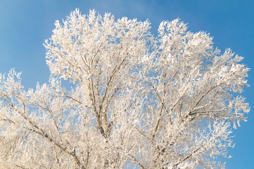 Free Majestic frosted branches of a tree silhouetted against a clear blue winter sky. Stock Photo
