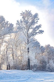 Beautiful snow-covered trees in a serene winter forest landscape.
