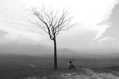 Foto d'estoc gratuïta de arbre, assegut, blanc i negre