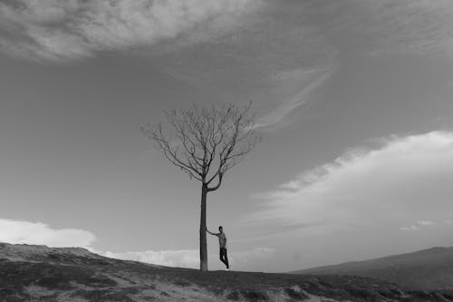 Foto d'estoc gratuïta de arbre, blanc i negre, cel