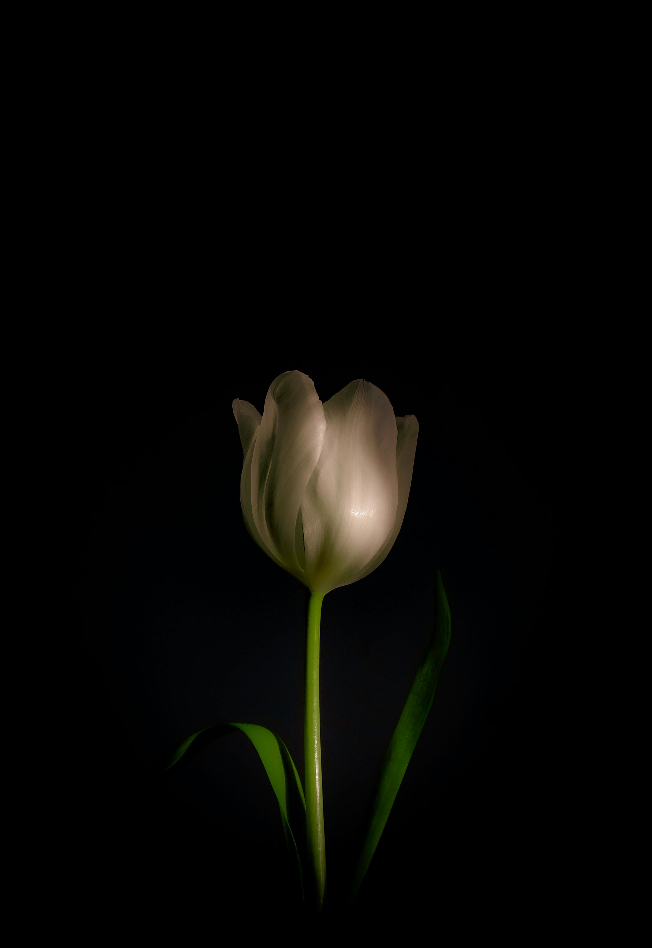 Bunga tulip flower  bunga tulip flower HD wallpaper  Pxfuel