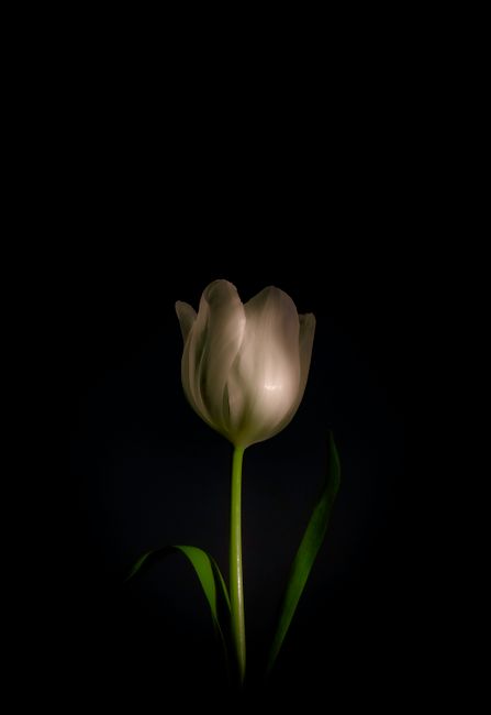 A close-up of a white tulip bloom against a black background, showcasing its elegance.