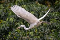 White Bird Flying over Green Plants