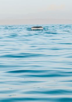 whale photo