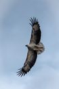 White and Black Bird Flying Under White Clouds