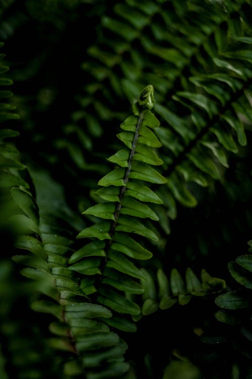 Foto stok gratis Daun-daun, dedaunan yang subur, kilang