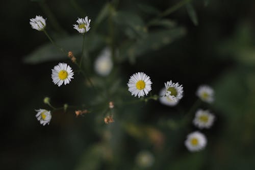 Immagine gratuita di avvicinamento, delicato, fiori bianchi