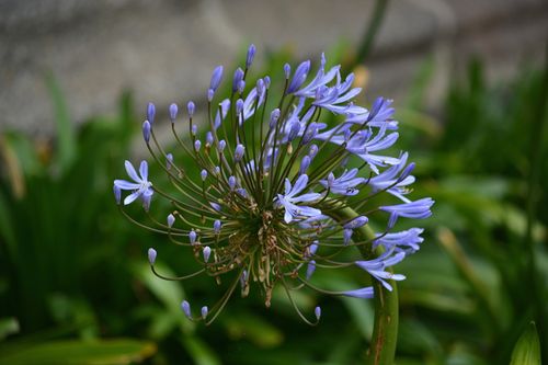 Free Close-up of a blooming purple Agapanthus flower against green foliage. Stock Photo