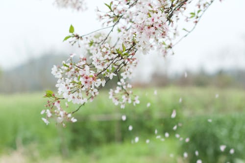 A Close-Up Shot of Cherry Blossoms