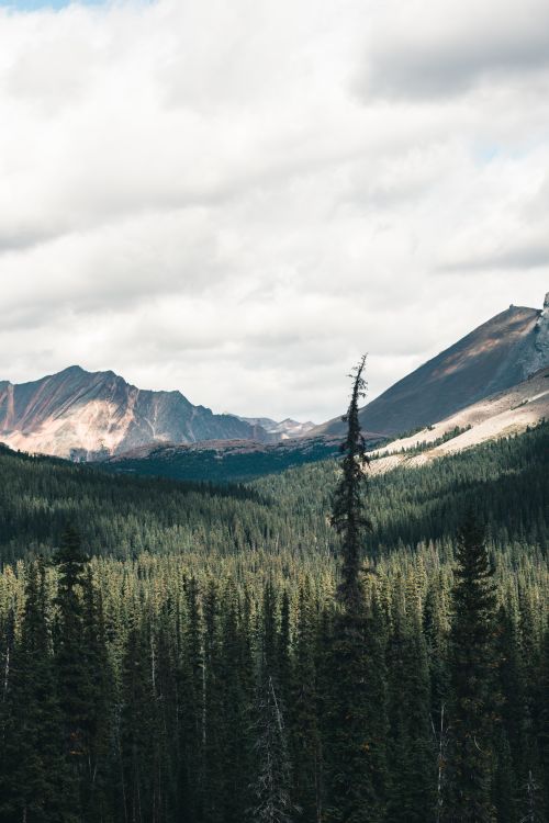 Free Aerial view of evergreen forest and mountains in Jasper National Park, Canada. Stock Photo