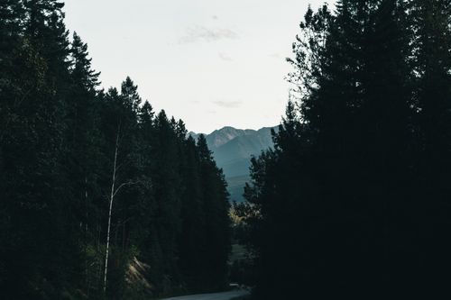 Free A tranquil view of a forest road leading to distant mountains in Golden, BC. Stock Photo