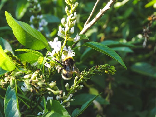 Δωρεάν στοκ φωτογραφιών με abeja insecto, abejorro, aire libre