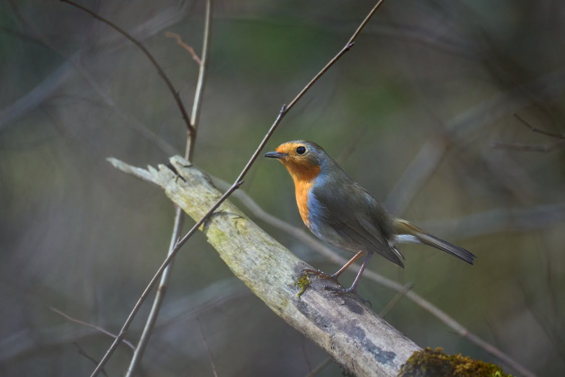 Celtic Robin