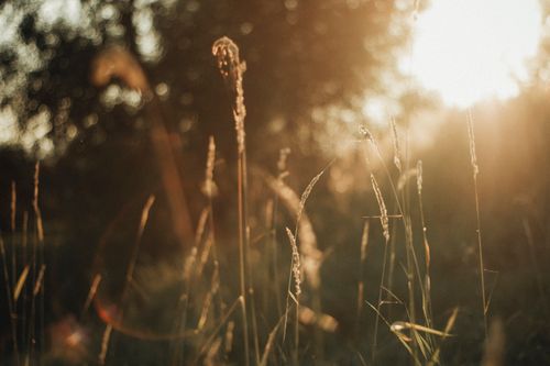 Free Close-up of tall grass basking in warm summer sunlight, creating a peaceful nature scene. Stock Photo