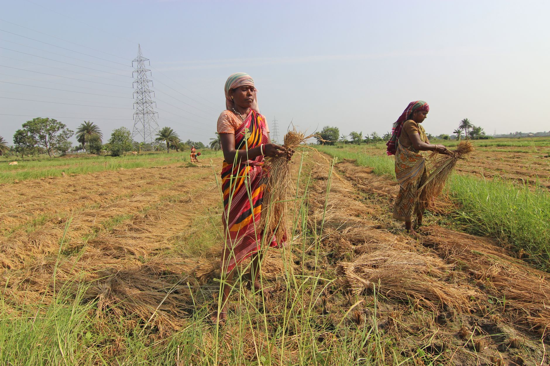 Jeera Futures Track Spot Rally as High-Grade Supply Tightens