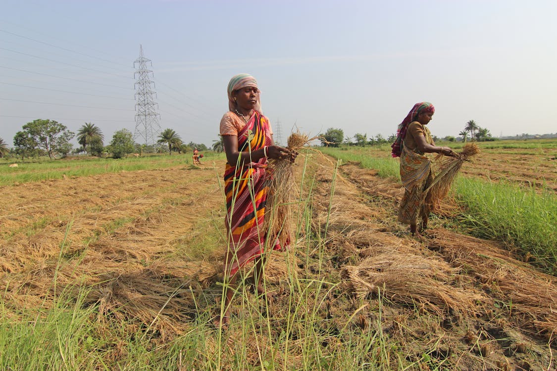 Women Working in Rice Field