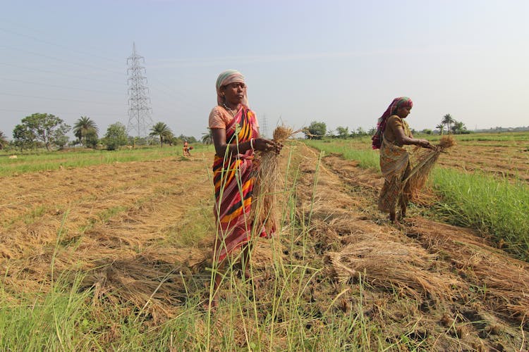 Women Working In Rice Field