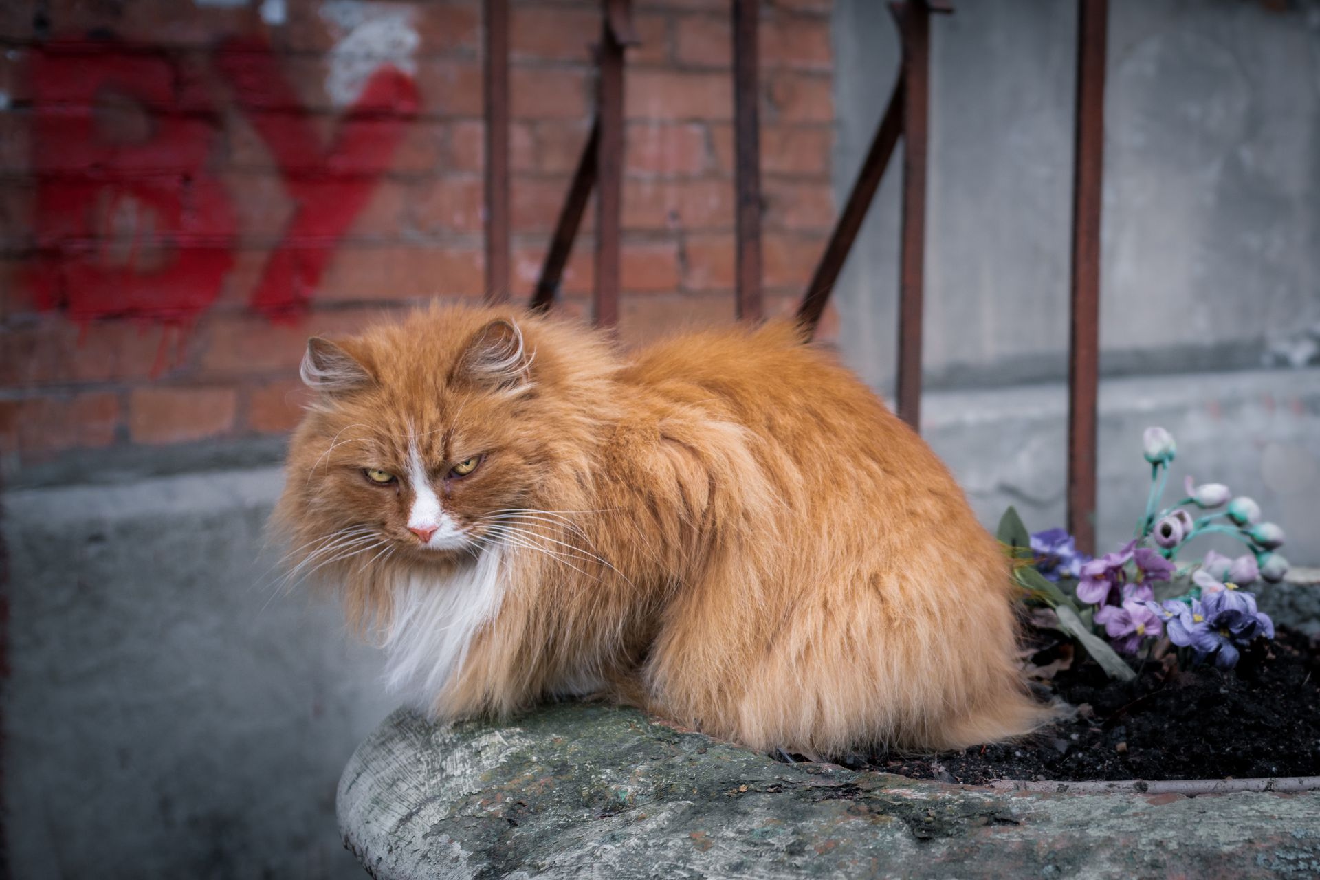 A fierce and furry Norwegian Forest Cat sits on a stone ledge against a brick wall.
