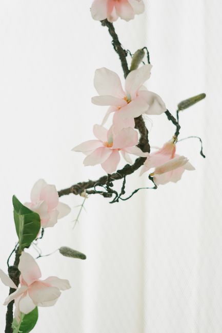 Elegant pink flowers on a twisting branch against a soft white backdrop, capturing simplicity in nature.