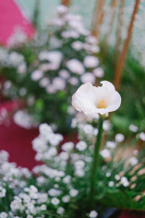 A Close-Up Shot of an Arum-Lily in Bloom