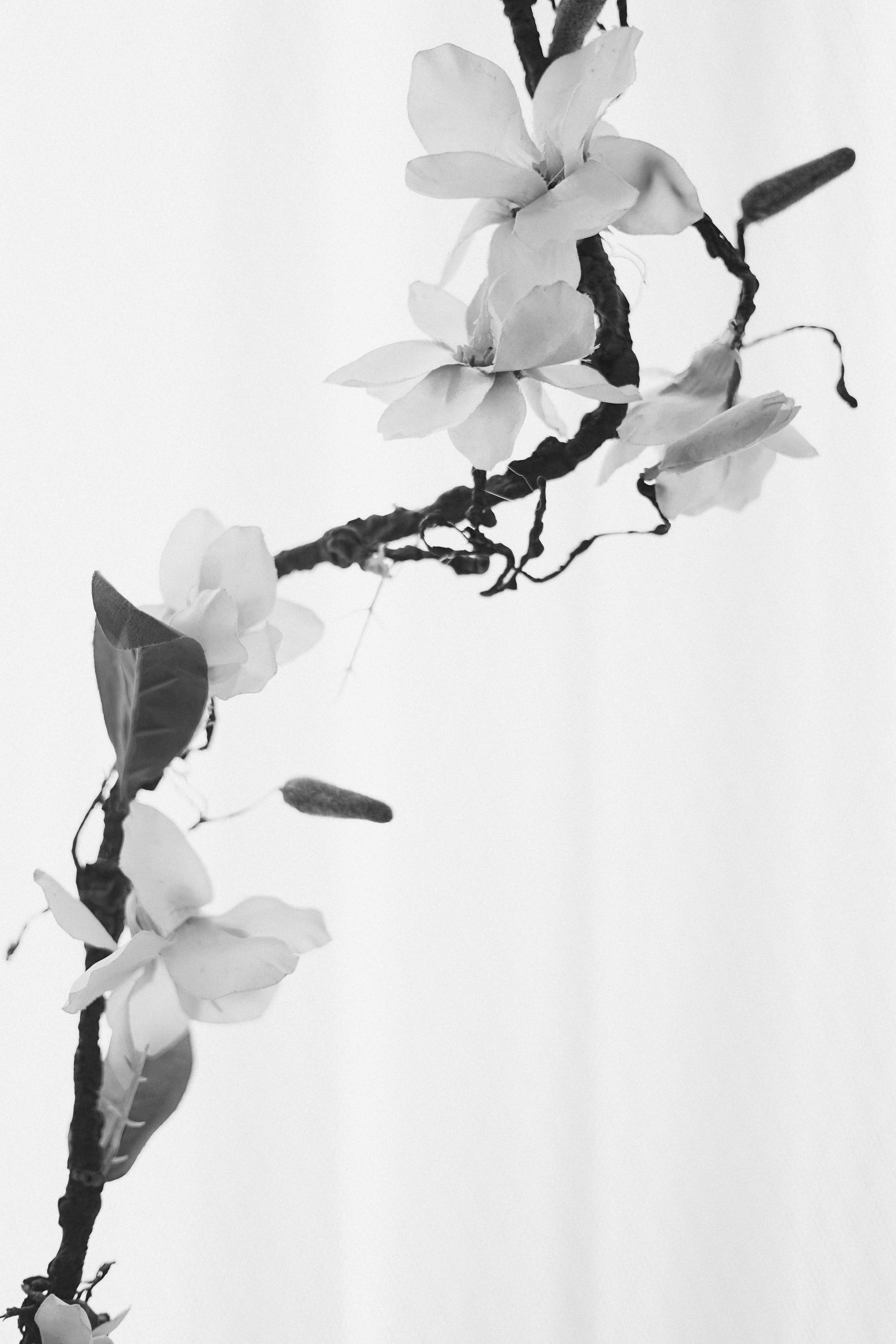 Monochrome image of blooming orchids with intricate details, offering an artistic touch.