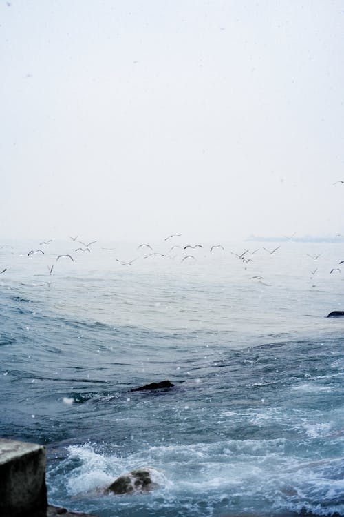 Immagine gratuita di gabbiani, mare, oceano