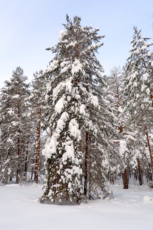 Kostnadsfria Kostnadsfri bild av skog, snö, tall Stock foto