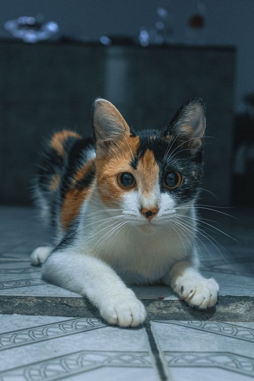 Free A calico cat lying on patterned tiles indoors, captured in Brazil. Stock Photo