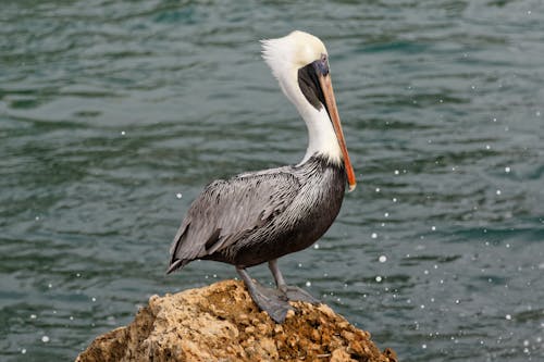 Gratis lagerfoto af brun pelikan, dyr, dyrefotografering Lagerfoto