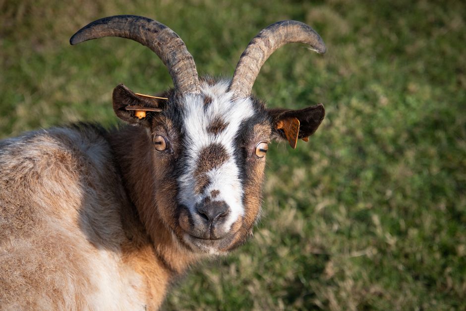A detailed close-up portrait of a goat in a sunny grassy field, showcasing its fur and horns.