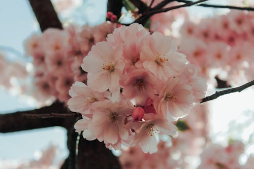 Close-Up Shot of Blooming Pink Cherry Blossoms