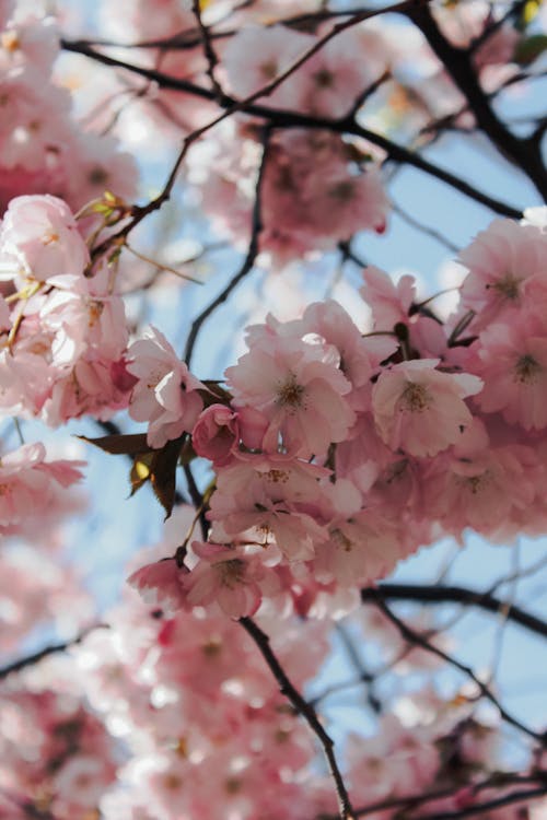 Pink Cherry Blossoms in Bloom During Spring