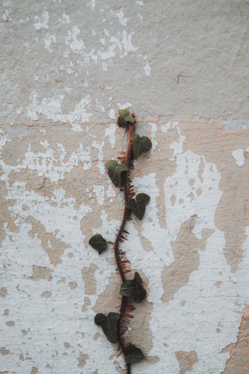 Free Close-up of ivy plant growing on a textured, weathered wall surface in Russia. Stock Photo