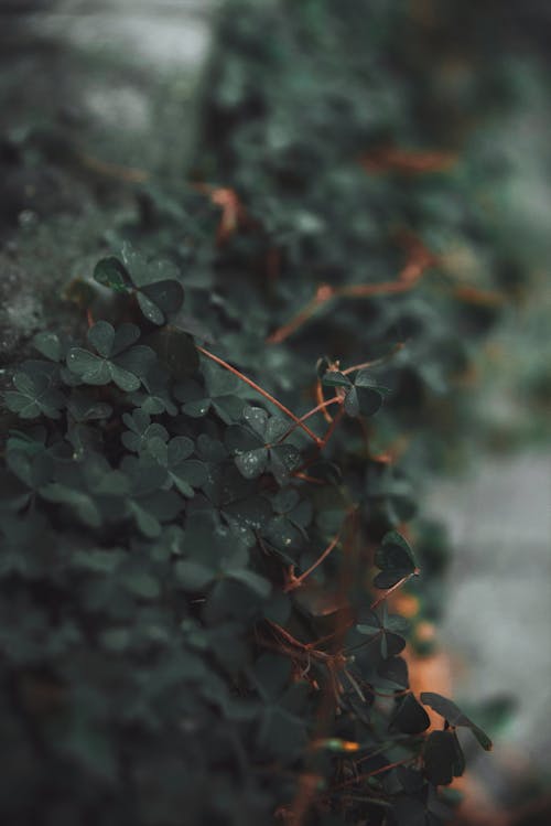 Darmowe zdjęcie z galerii z koniczyny, liście, pionowy strzał