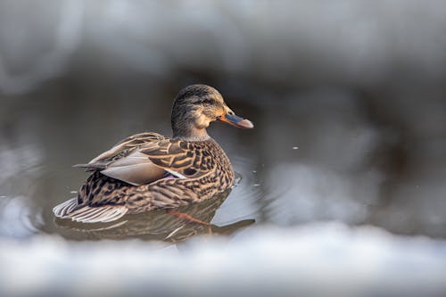 Selective Focus Photo of a Brown Mallard on Water